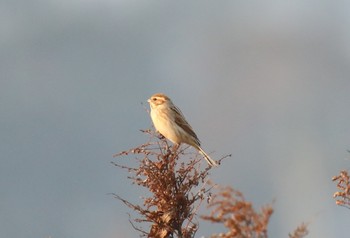 Common Reed Bunting Izumi Crane Observation Center Fri, 1/3/2020