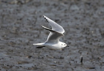 Saunders's Gull 肥前鹿島干潟 Sat, 1/4/2020