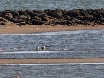 Caspian Tern