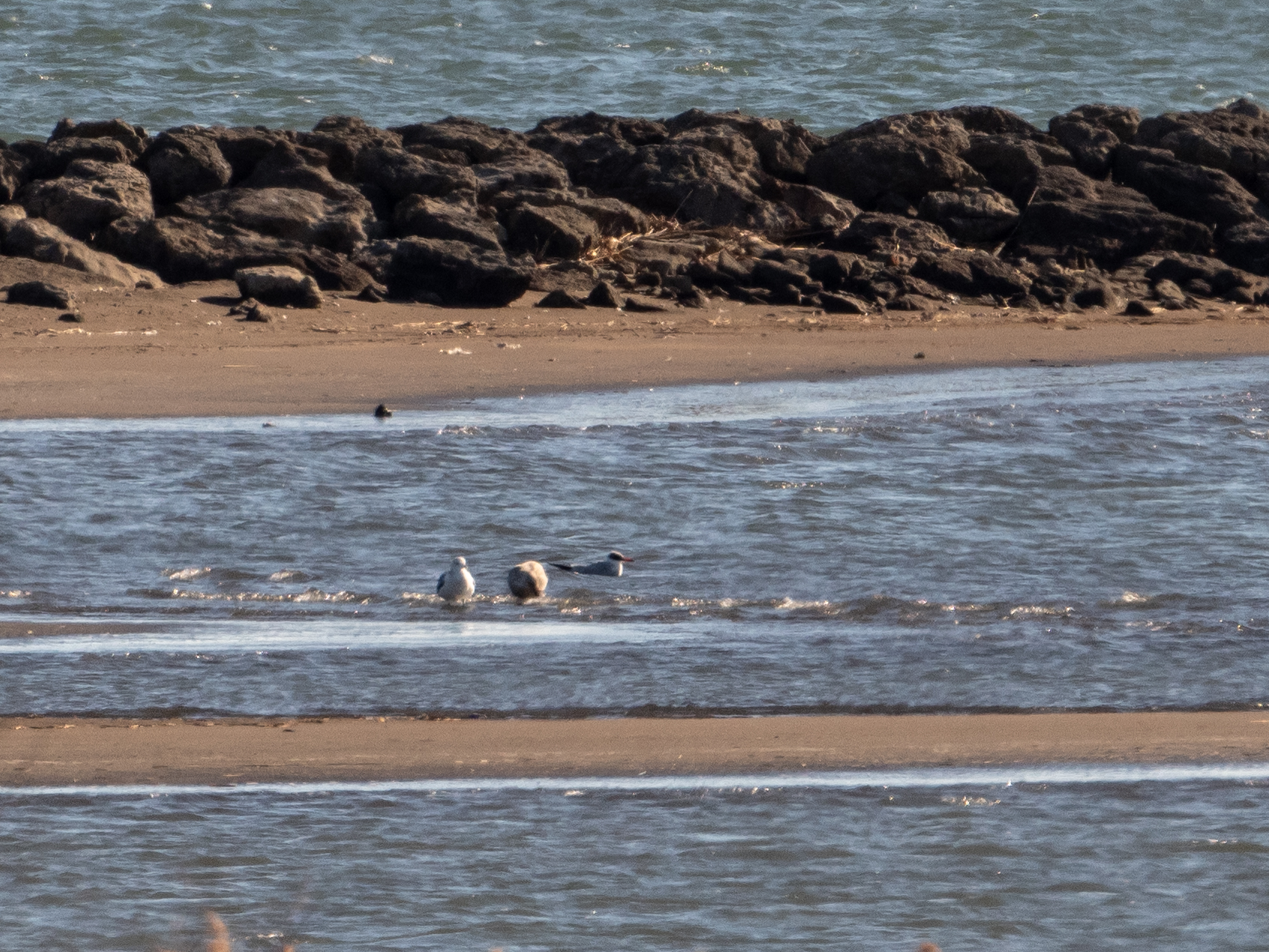 Photo of Caspian Tern at Kasai Rinkai Park by ふなきち