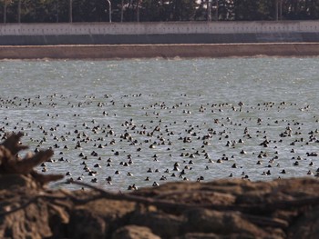 2020年1月5日(日) 葛西臨海公園の野鳥観察記録