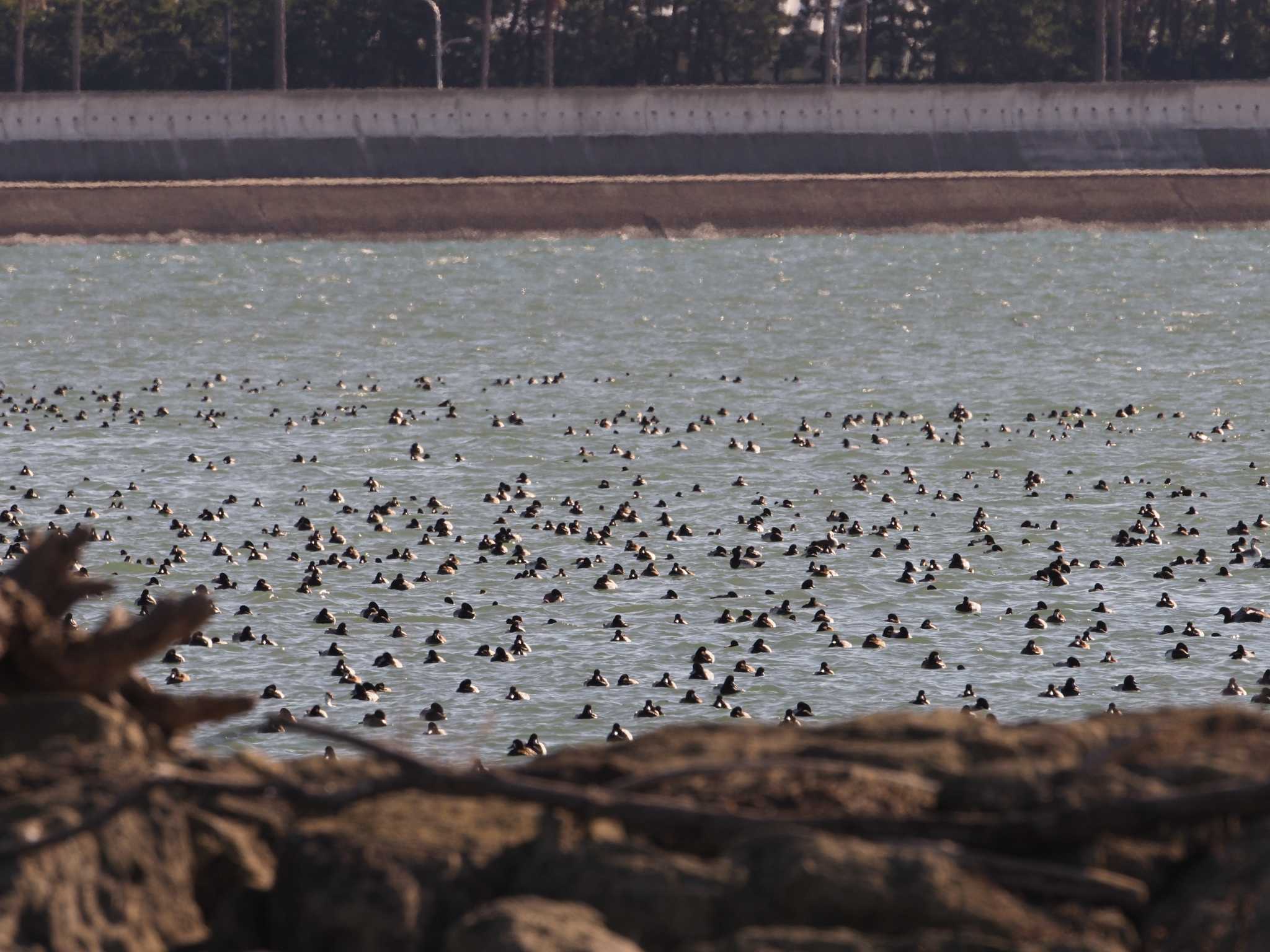 葛西臨海公園 スズガモの写真 by ふなきち