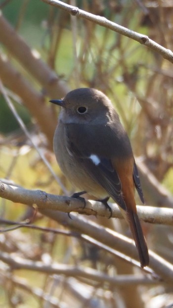 Daurian Redstart 渋谷 Sun, 1/20/2019