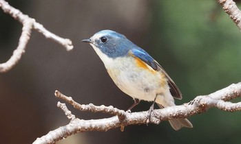 Red-flanked Bluetail 新宿 Sun, 2/17/2019