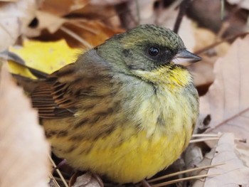 Masked Bunting 渋谷 Sun, 12/15/2019