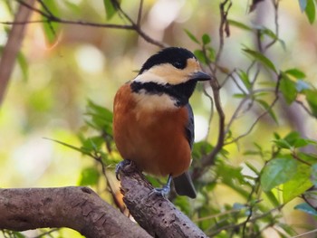 Varied Tit 渋谷 Sun, 12/15/2019