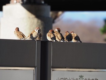 Eurasian Tree Sparrow 狭山湖 Thu, 1/2/2020