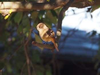 Daurian Redstart 狭山湖 Thu, 1/2/2020