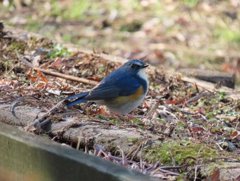 Red-flanked Bluetail Machida Yakushiike Park Fri, 1/3/2020