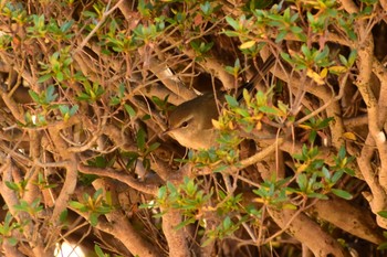 Dusky Warbler Shinjuku Gyoen National Garden Sun, 1/5/2020