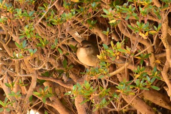 Dusky Warbler Shinjuku Gyoen National Garden Sun, 1/5/2020