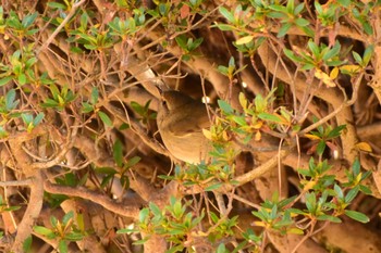 Dusky Warbler Shinjuku Gyoen National Garden Sun, 1/5/2020