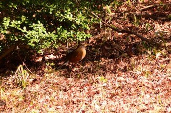 Brown-headed Thrush(orii) Shinjuku Gyoen National Garden Sun, 1/5/2020