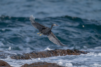 Pacific Reef Heron 福岡県　芦屋町 Thu, 1/2/2020