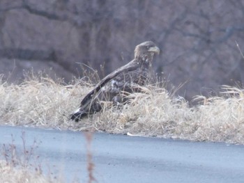 2020年1月4日(土) 鵡川河口の野鳥観察記録