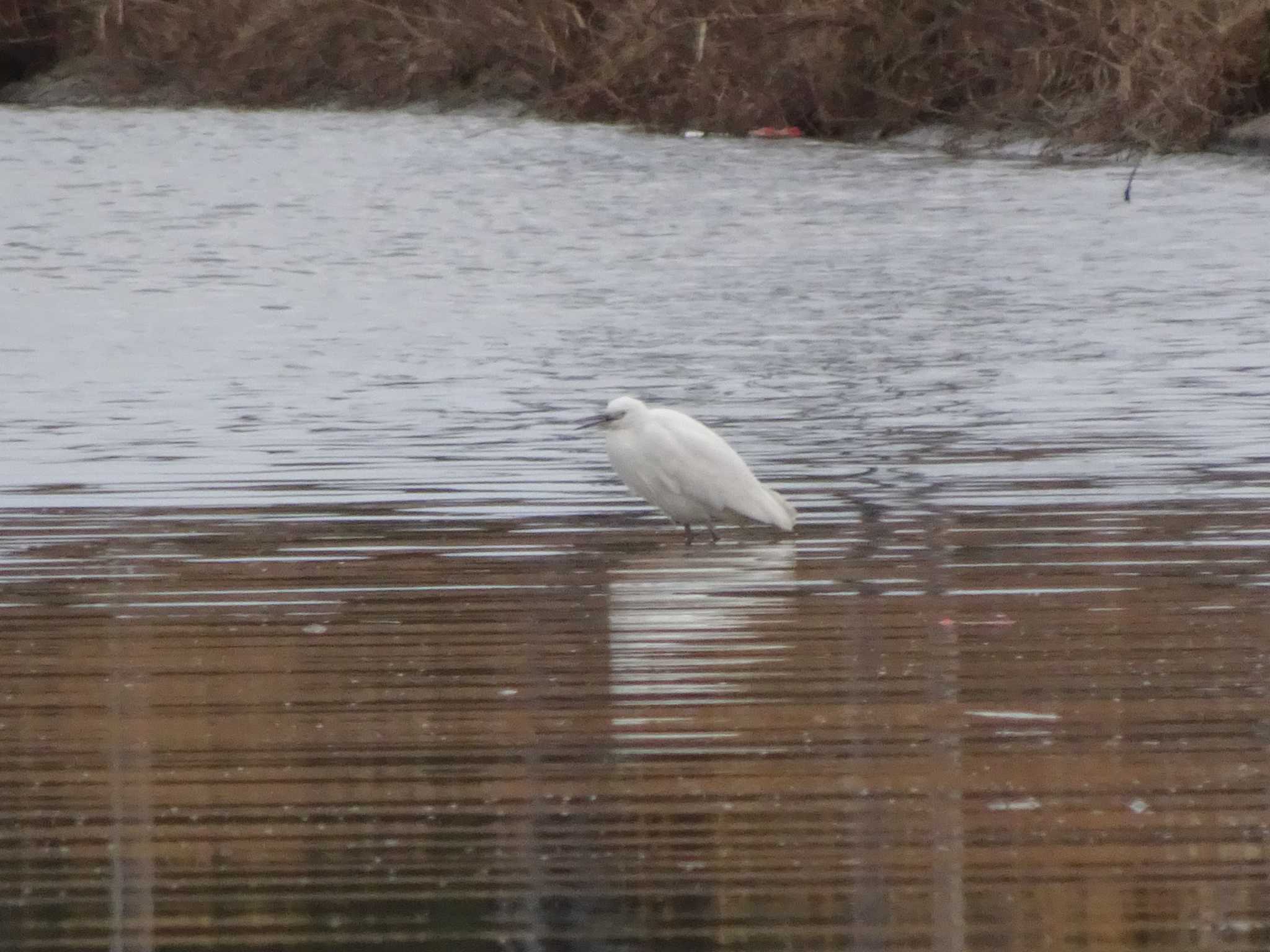 Little Egret