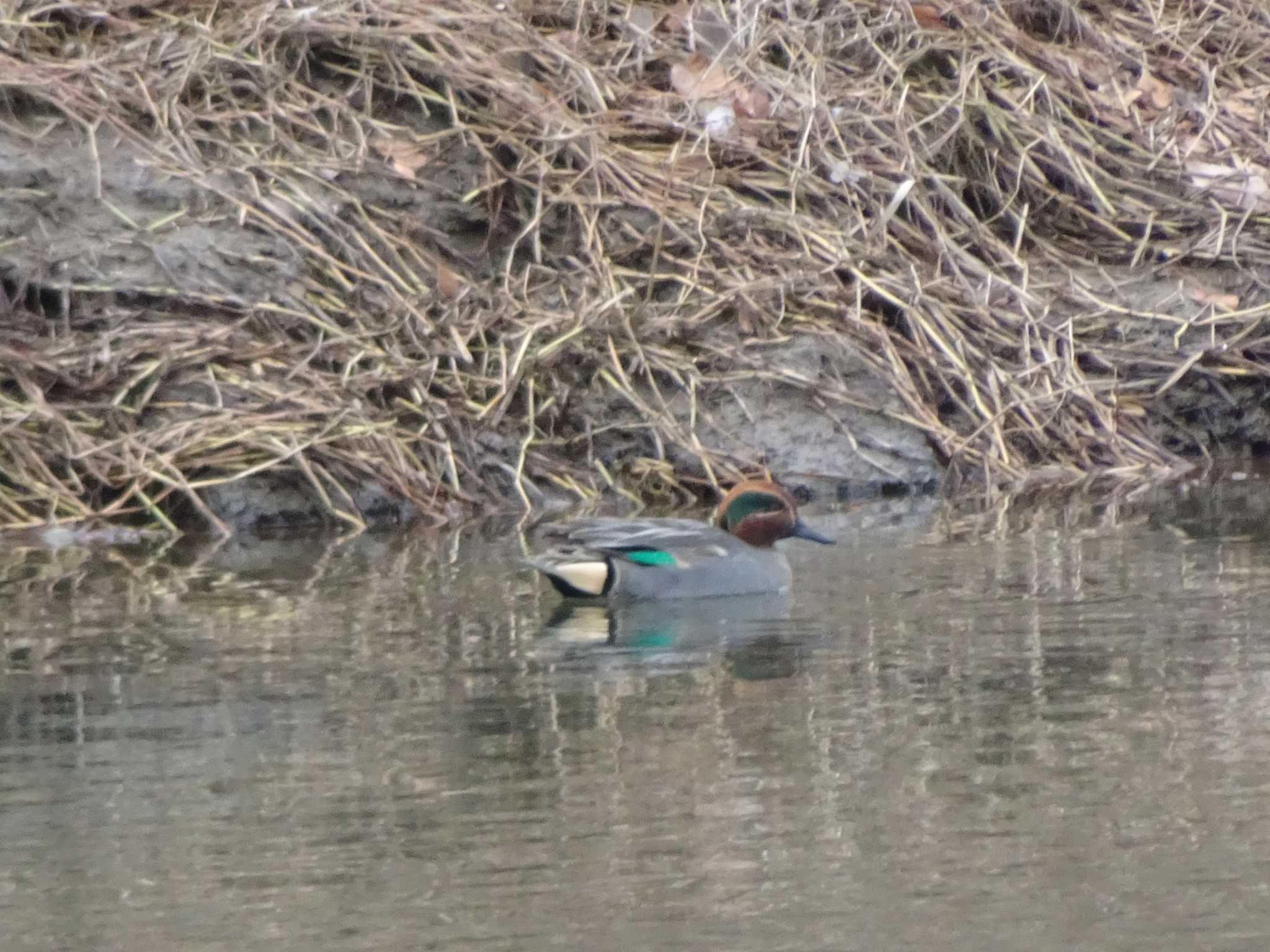 Eurasian Teal