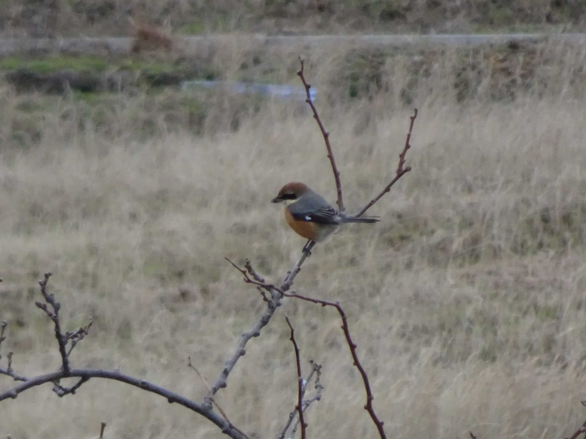 Bull-headed Shrike