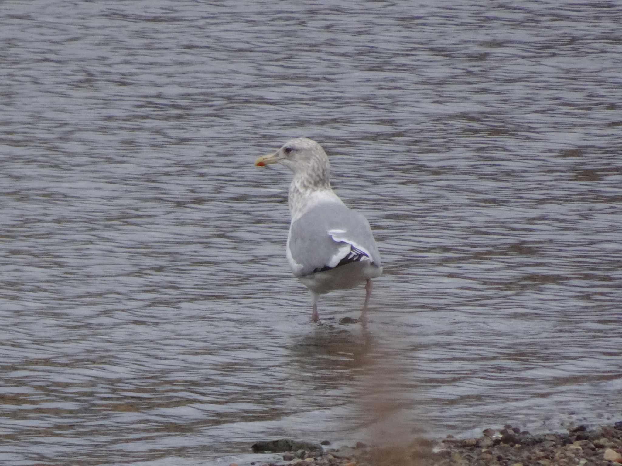 Photo of Vega Gull at 浅野川(松寺橋付近) by Kozakuraband