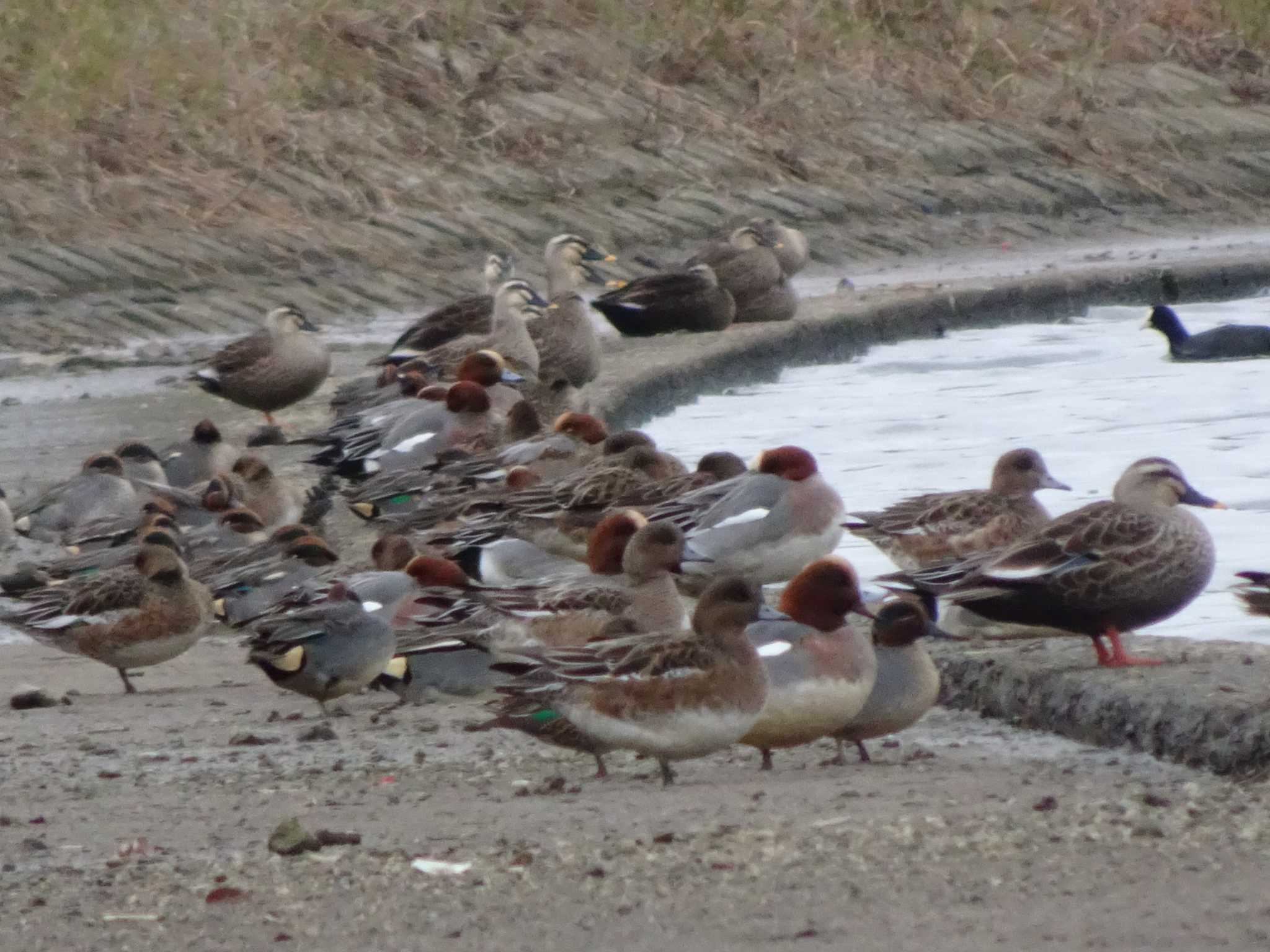 Photo of Eurasian Wigeon at 浅野川(松寺橋付近) by Kozakuraband