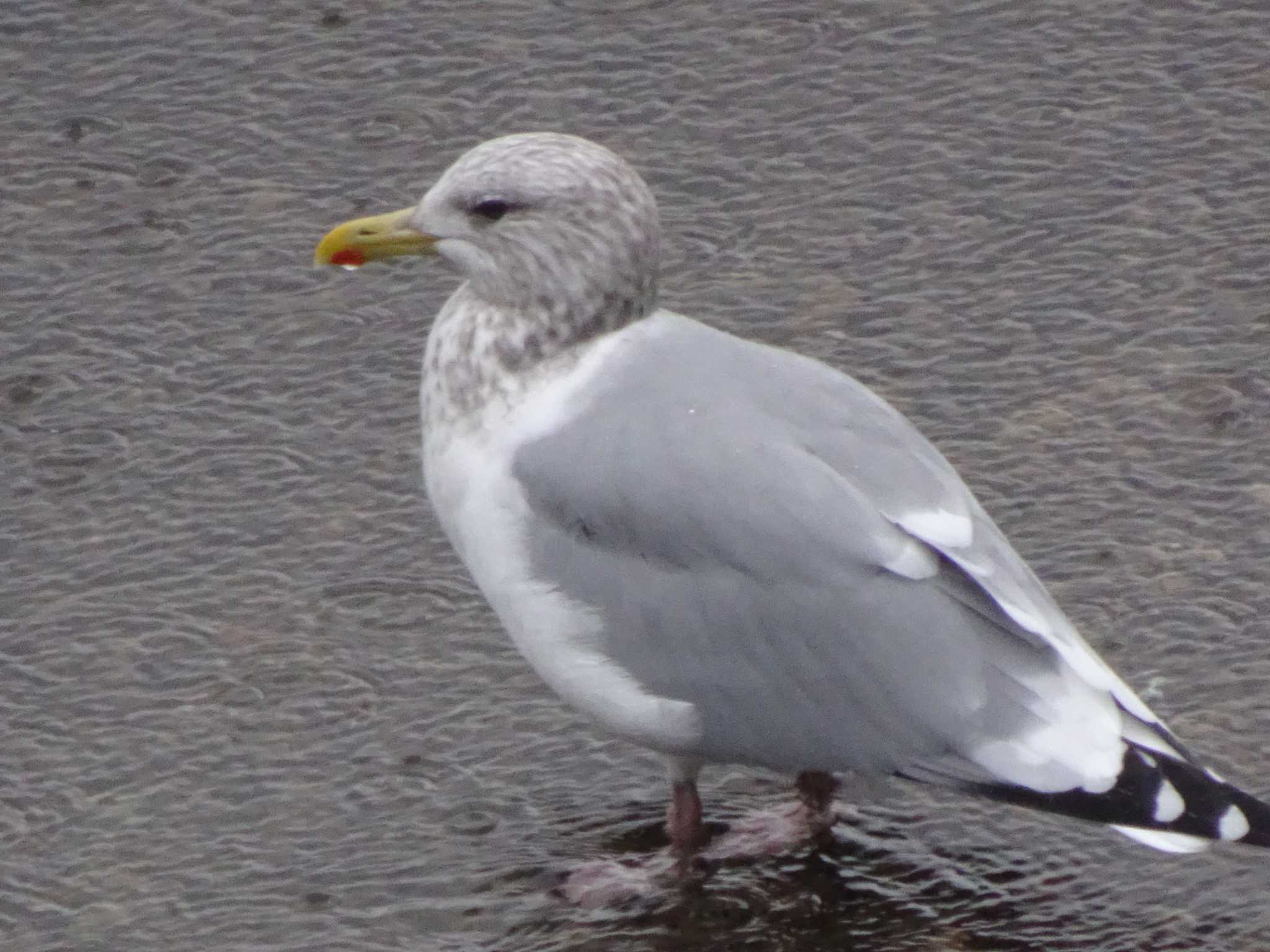 Photo of Vega Gull at 浅野川(松寺橋付近) by Kozakuraband