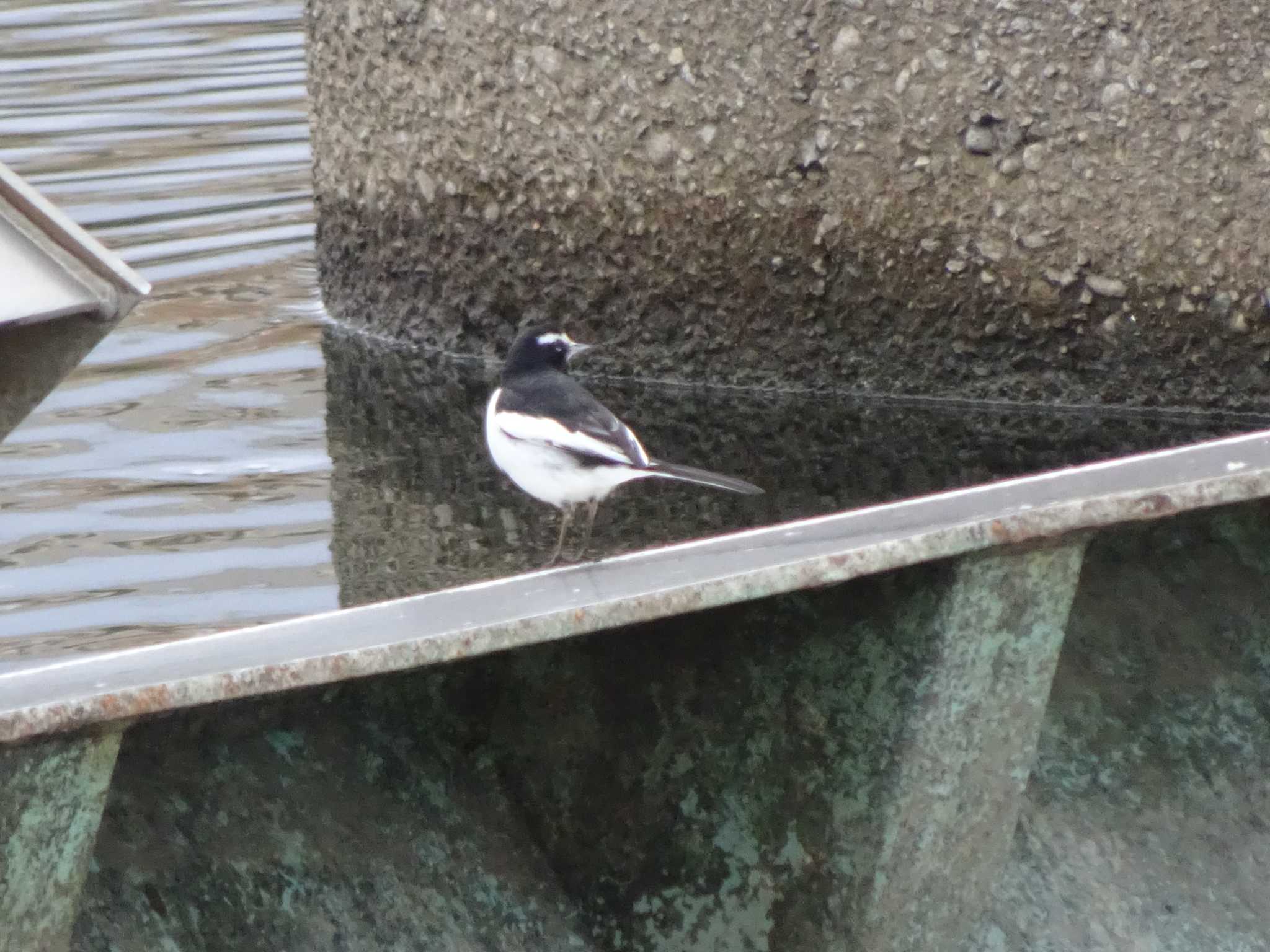 Photo of Japanese Wagtail at 浅野川(松寺橋付近) by Kozakuraband