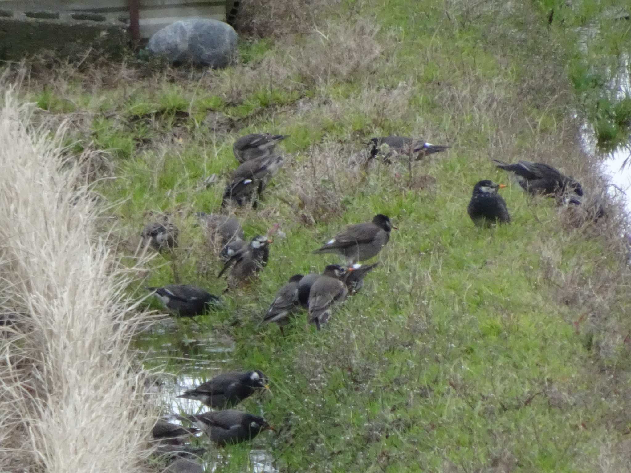 Photo of White-cheeked Starling at 浅野川(松寺橋付近) by Kozakuraband