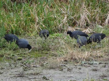 Sun, 1/5/2020 Birding report at 浅野川(松寺橋付近)