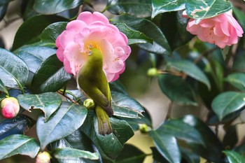 Warbling White-eye Shinjuku Gyoen National Garden Sat, 1/4/2020