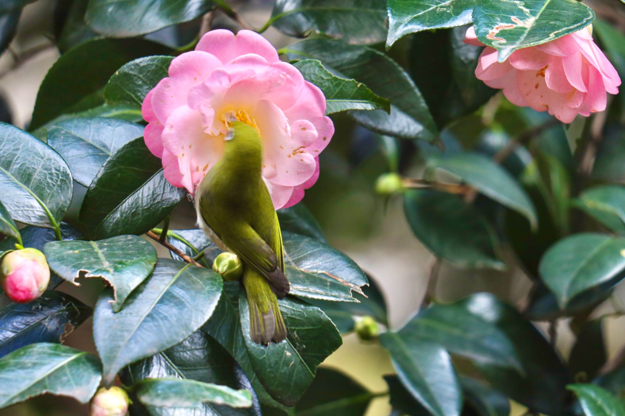 Photo of Warbling White-eye at Shinjuku Gyoen National Garden by amachan