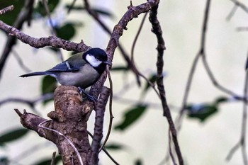 Japanese Tit Shinjuku Gyoen National Garden Sat, 1/4/2020