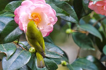 Warbling White-eye Shinjuku Gyoen National Garden Sat, 1/4/2020