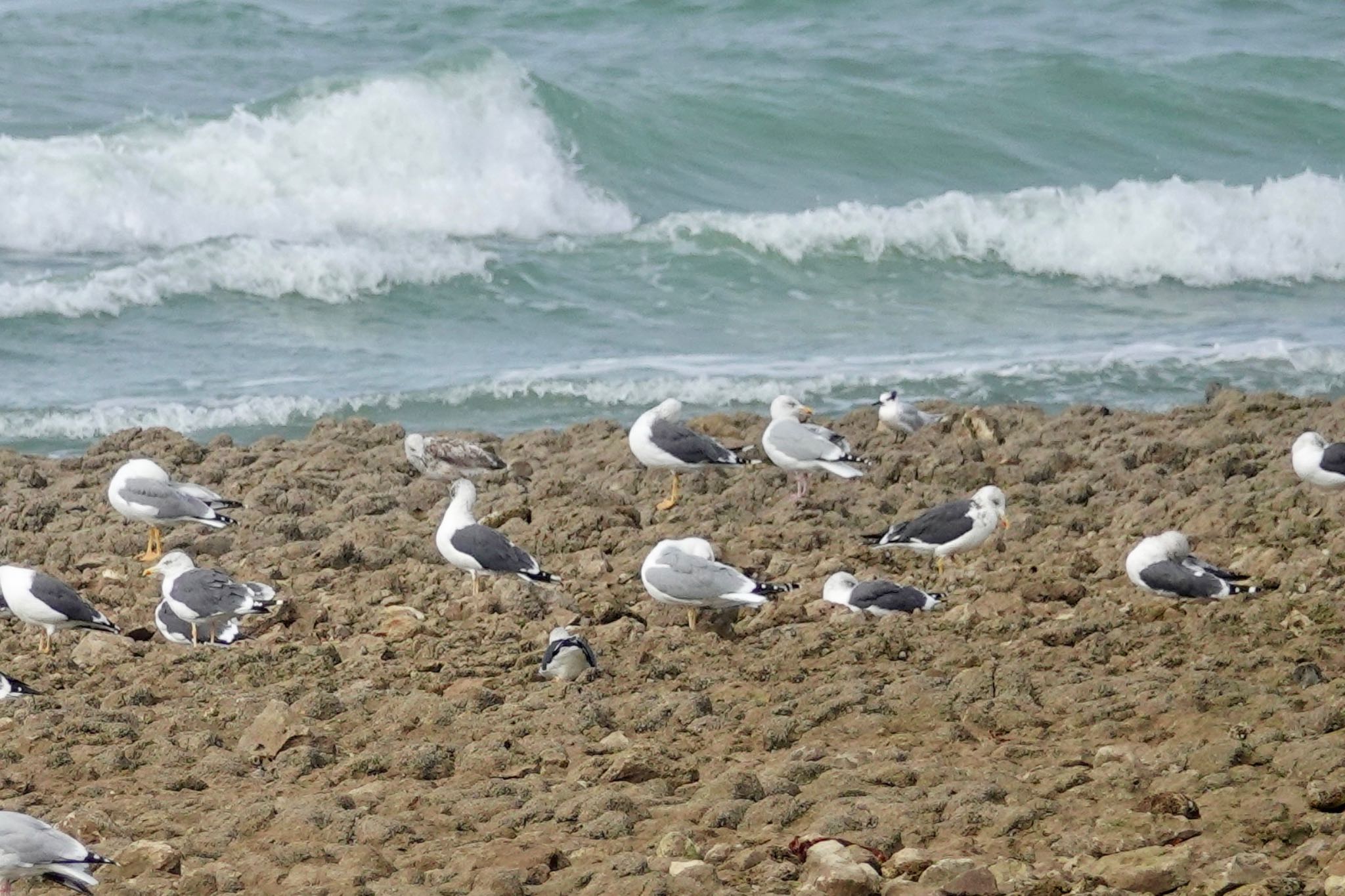 Photo of Sandwich Tern at La Rochelle by のどか