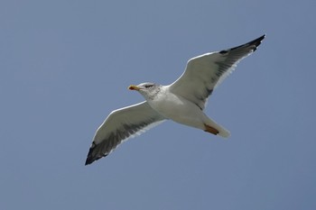 Lesser Black-backed Gull La Rochelle Fri, 10/25/2019