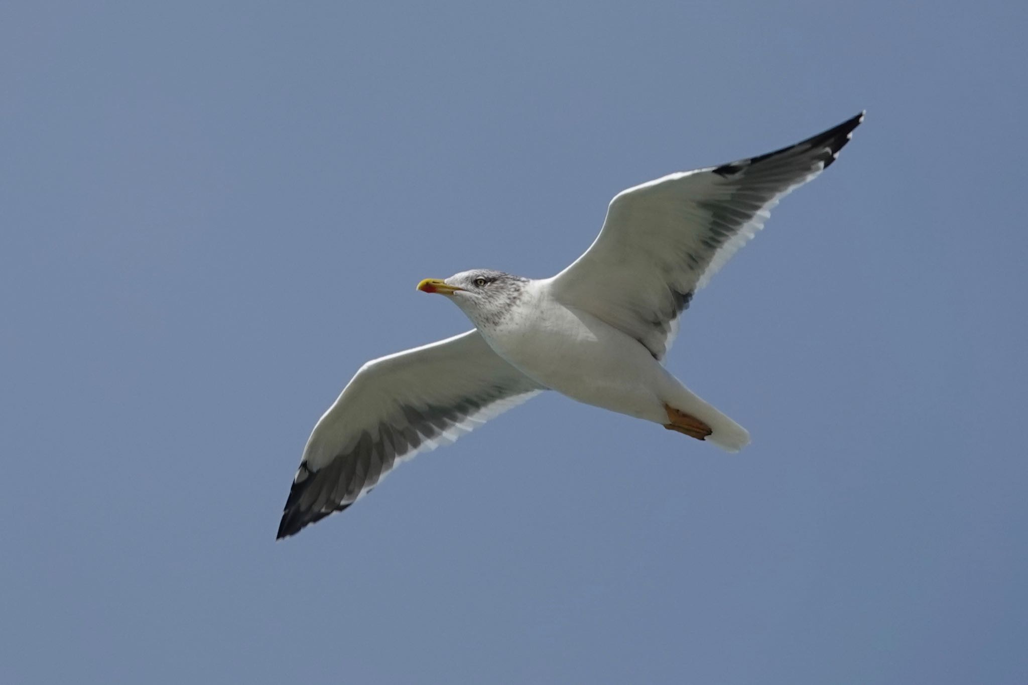 Lesser Black-backed Gull