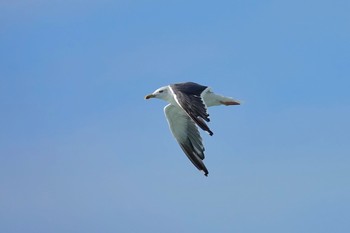 Lesser Black-backed Gull La Rochelle Fri, 10/25/2019