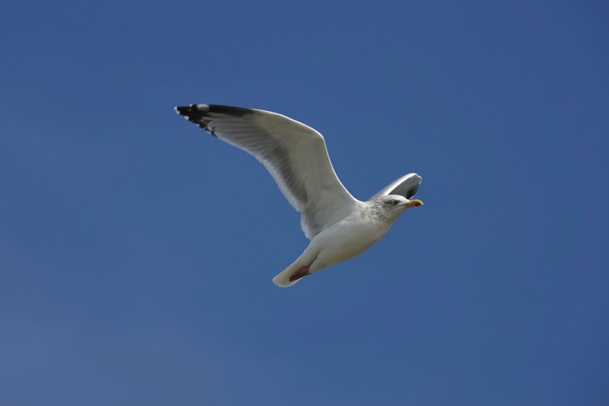 Lesser Black-backed Gull