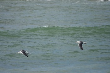 Lesser Black-backed Gull La Rochelle Fri, 10/25/2019