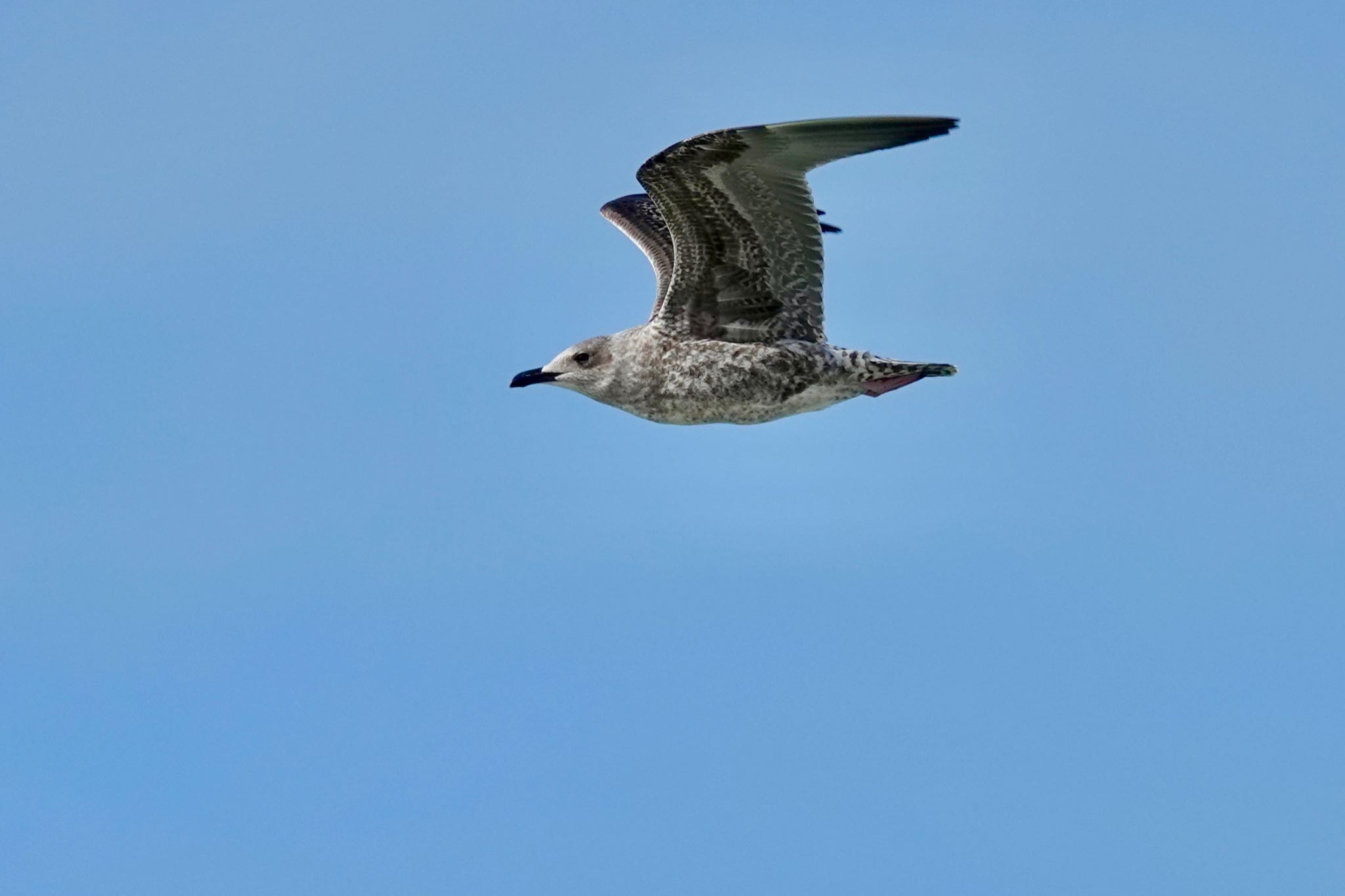 Photo of Lesser Black-backed Gull at La Rochelle by のどか