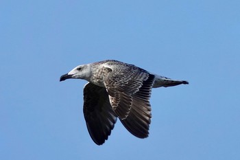 Lesser Black-backed Gull La Rochelle Fri, 10/25/2019