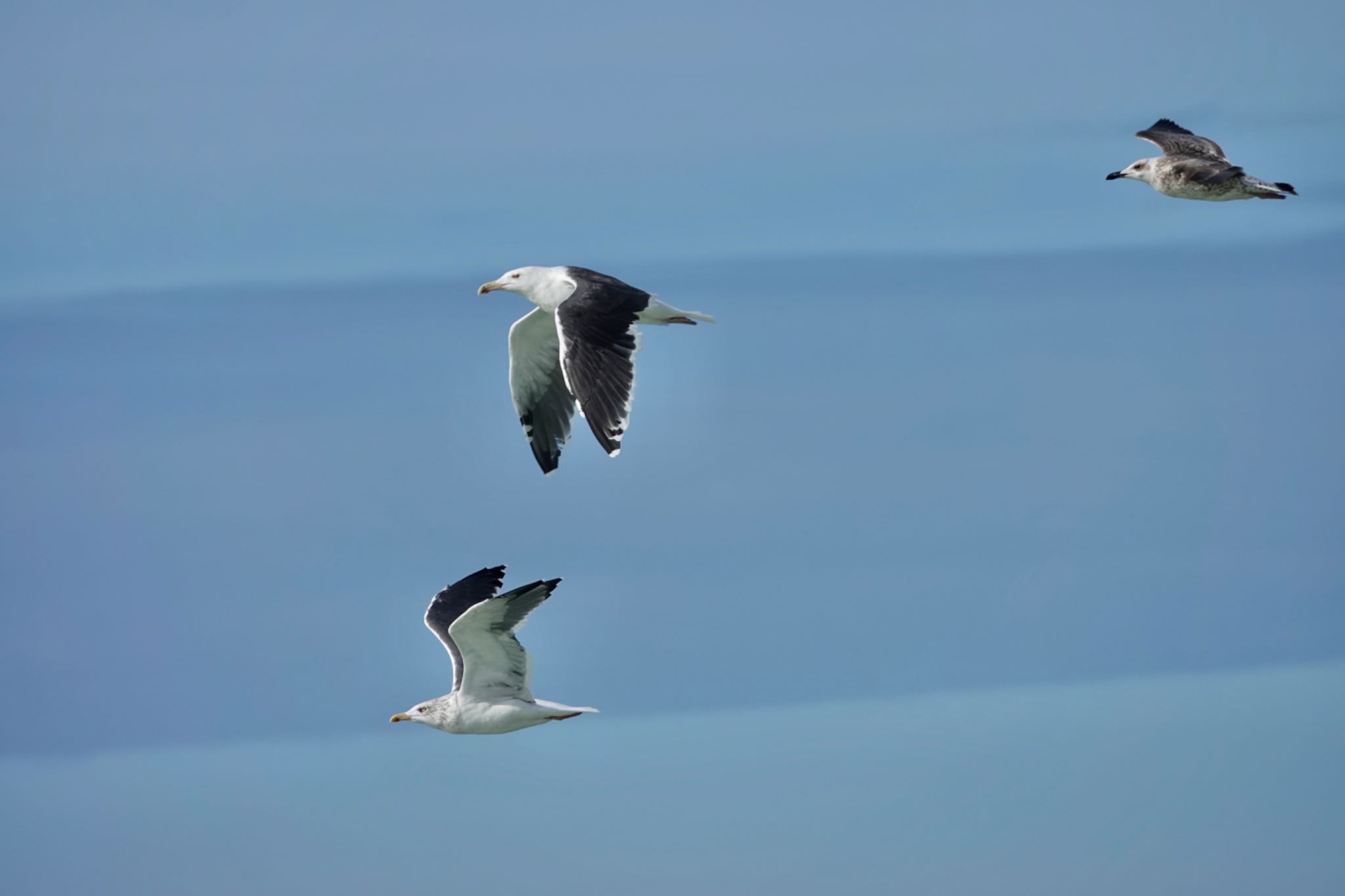 Lesser Black-backed Gull