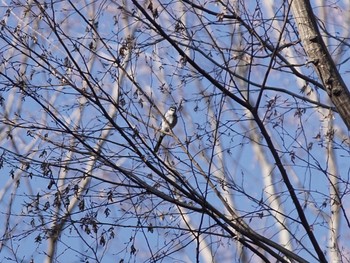 2020年1月5日(日) 座間の野鳥観察記録