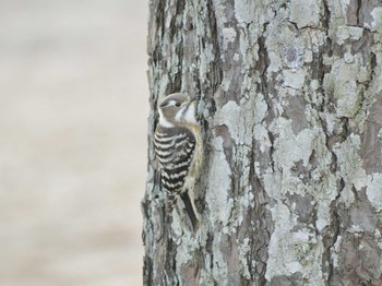 2020年1月5日(日) 涸沼 親沢公園の野鳥観察記録