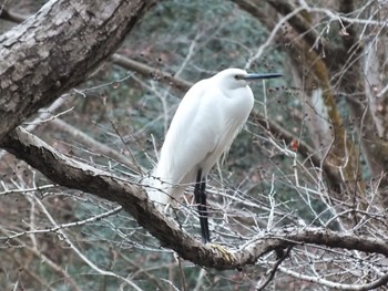 コサギ 東高根森林公園 2020年1月6日(月)