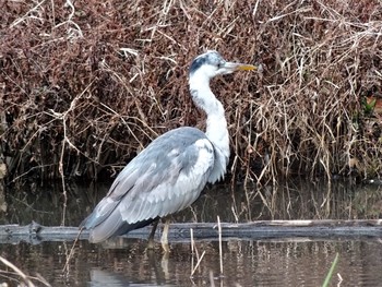 インドネシアの野鳥一覧