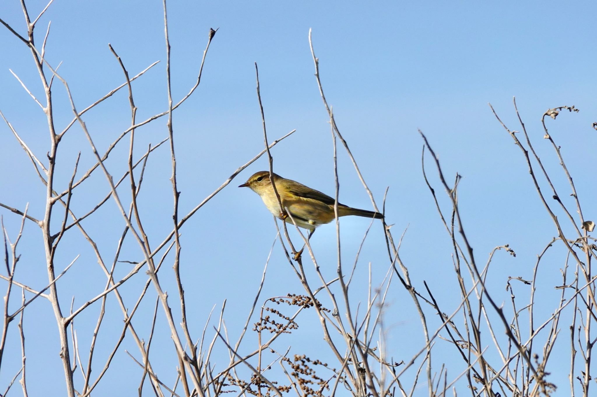 Photo of Common Chiffchaff at La Rochelle by のどか