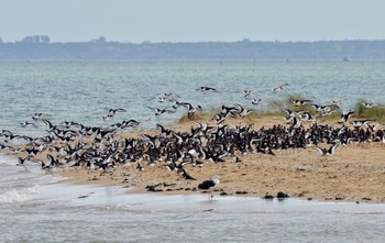 Eurasian Oystercatcher La Rochelle Fri, 10/25/2019