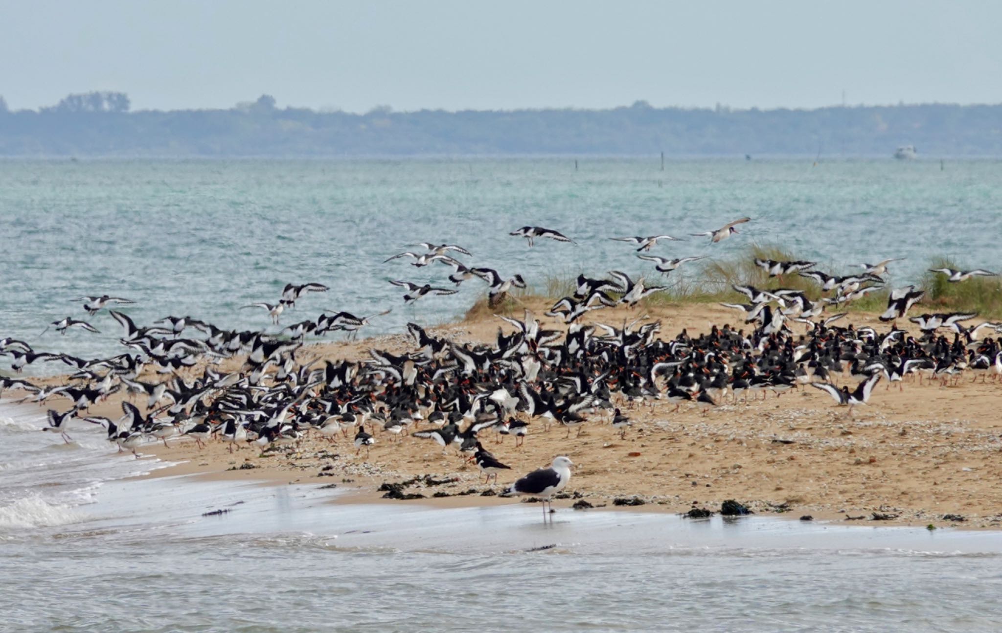 Photo of Eurasian Oystercatcher at La Rochelle by のどか