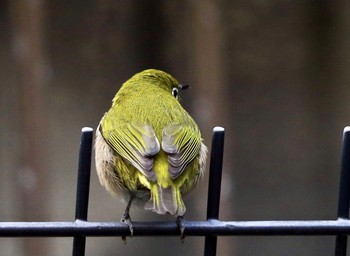 Warbling White-eye 東京都渋谷区 Mon, 1/6/2020