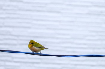 Warbling White-eye 東京都渋谷区 Mon, 1/6/2020